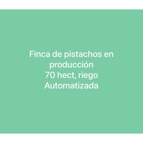 Finca agrícola 70 HA de pistachos