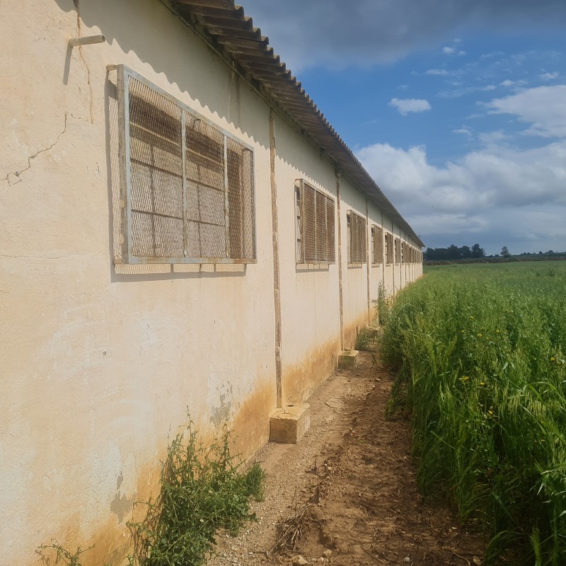 Finca agrícola 5 fanegas con naves