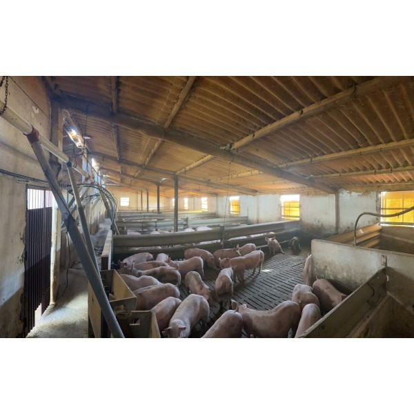 Granja cebadero porcino 2