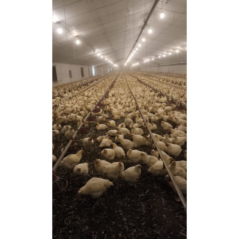 Granja avícola en funcionamiento