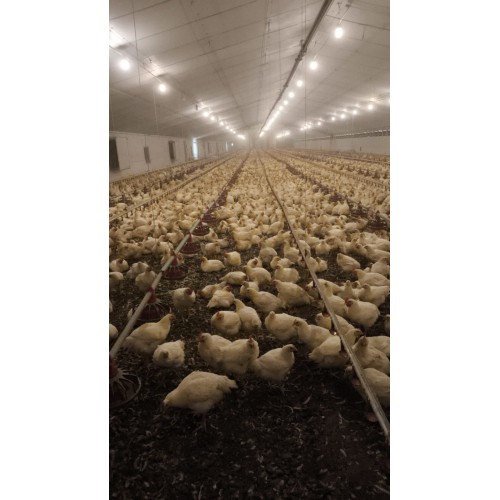 Granja avícola en funcionamiento