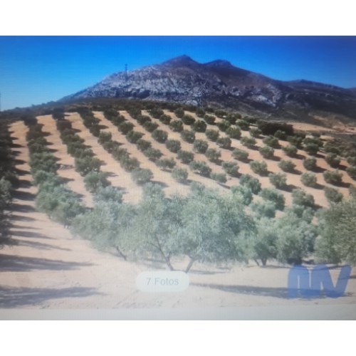 Finca agrícola de olivar hojiblanco