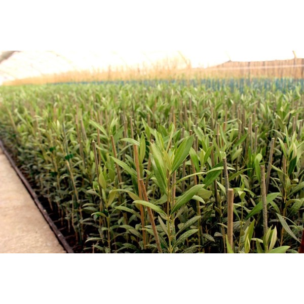 Olivo Arbequina 2