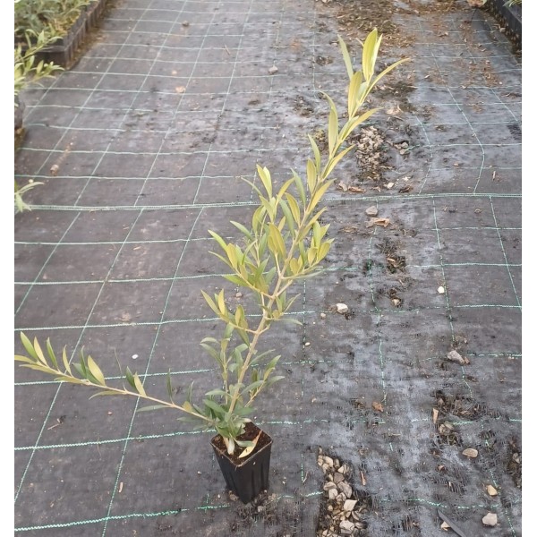 Olivo Arbequina