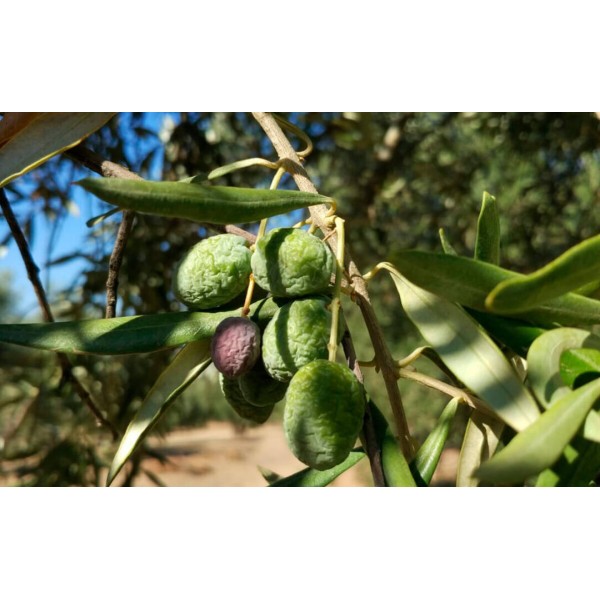 Seguro de OLIVAR