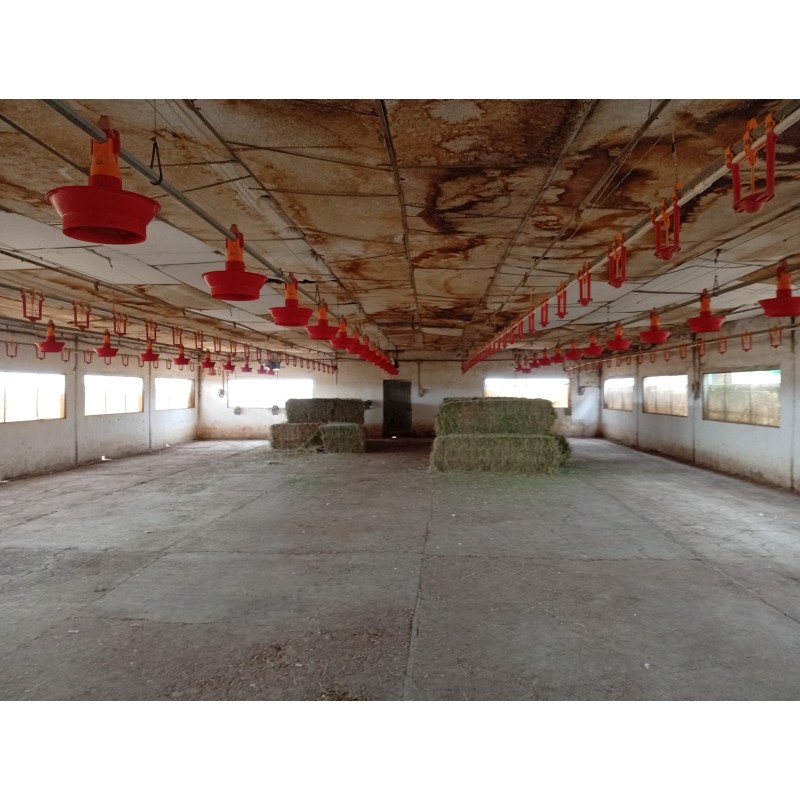 Kit comederos granja pavos