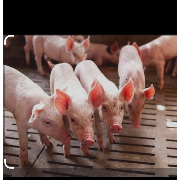 GRANJA PORCINA para Madres Reproductoras