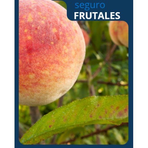 seguro-frutales