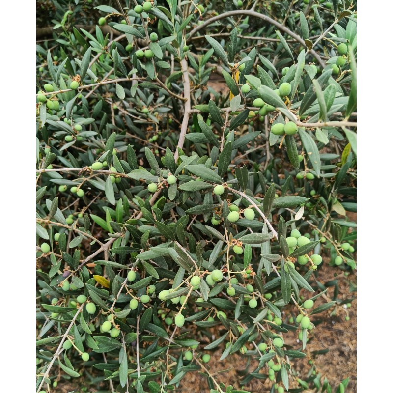 Aceitunas variedad arbequina