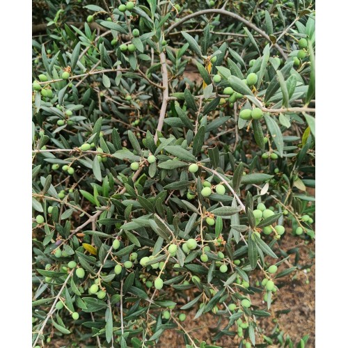 Disponible aceituna arbequina