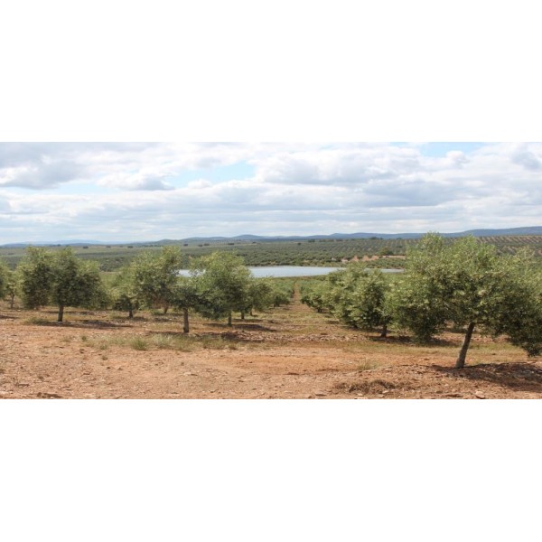 Finca Olivar 1.706 ha | Superintensivo + Agua Propia 350.000 m³ | Jaén 2