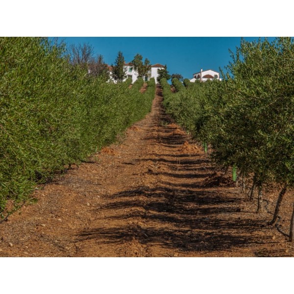 Finca Olivar 1.706 ha | Superintensivo + Agua Propia 350.000 m³ | Jaén