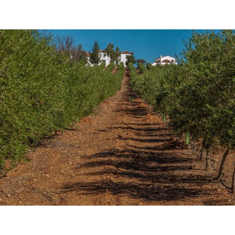 Finca Olivar 1.706 ha | Superintensivo + Agua Propia 350.000 m³ | Jaén