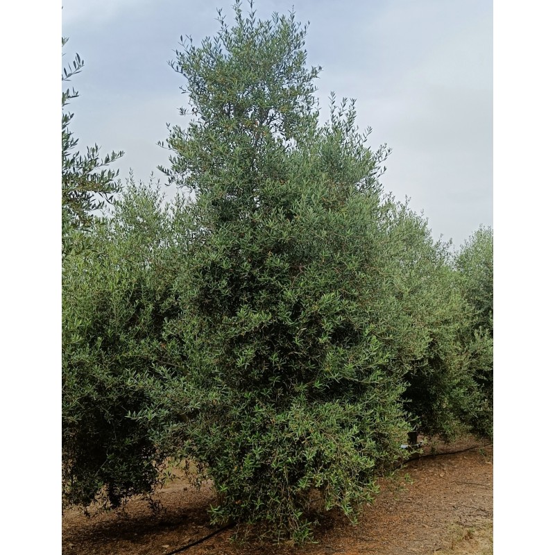 Aceitunas variedad arbequina