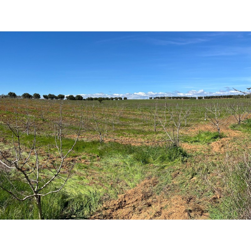 Finca de pistachos en Bollullos Par del Condado