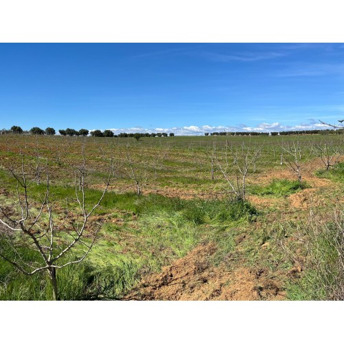 Finca de pistachos en Bollullos Par del Condado