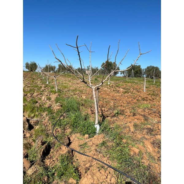 Finca de pistachos en Bollullos Par del Condado 2