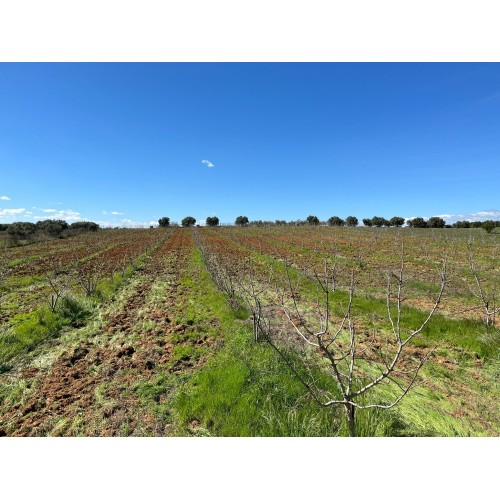 Finca de pistachos en Bollullos Par del Condado