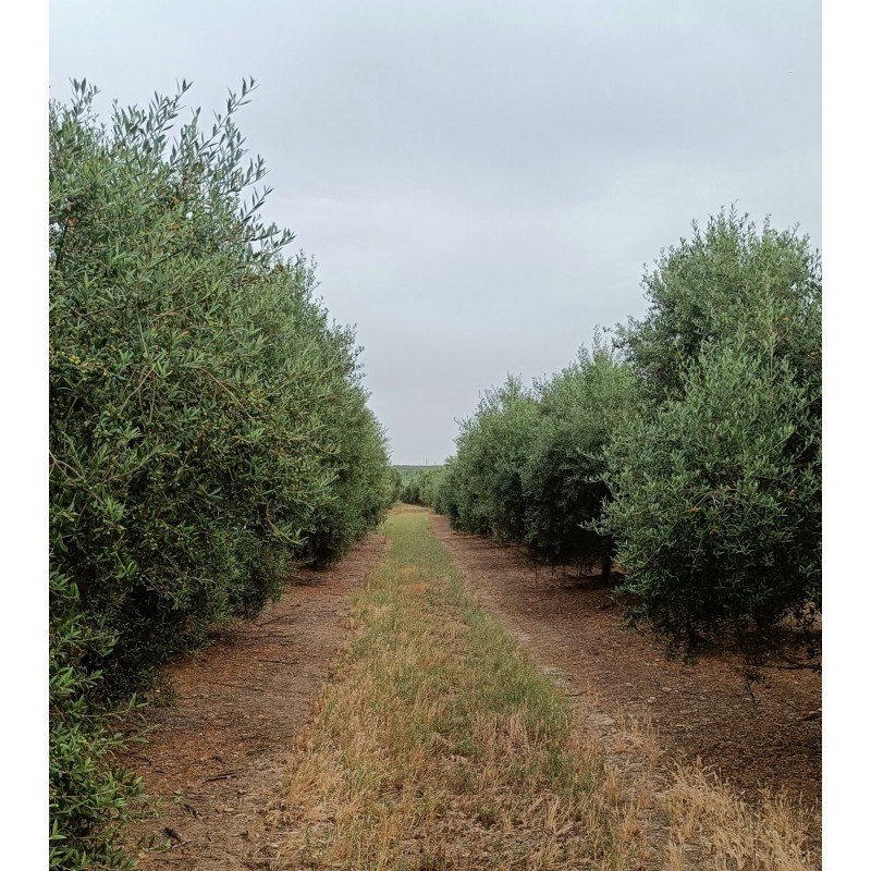 Aceitunas variedad arbequina