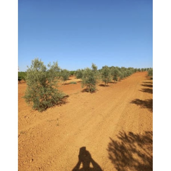 Finca de olivar manzanilla sevillana y picual en Bollullos del Condado