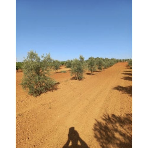 Finca de olivar manzanilla sevillana y picual en Bollullos del Condado