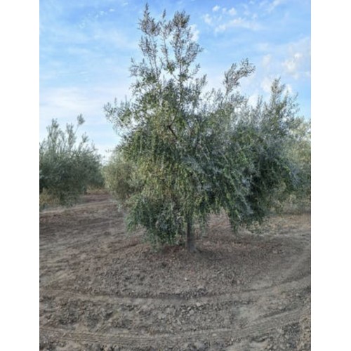 Finca de olivar manzanilla sevillana y picual en Bollullos del Condado