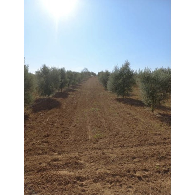 Finca de olivar manzanilla sevillana y picual en Bollullos del Condado