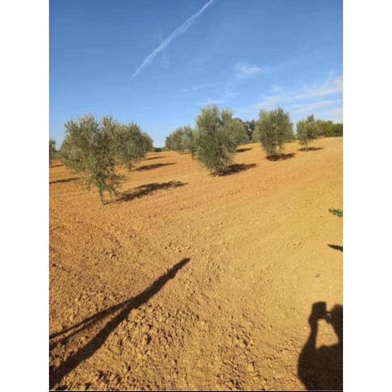 Finca de olivar manzanilla sevillana y picual en Bollullos del Condado