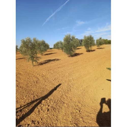 Finca de olivar manzanilla sevillana y picual en Bollullos del Condado