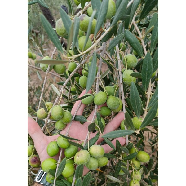 Aceitunas variedad manzanilla sevillana