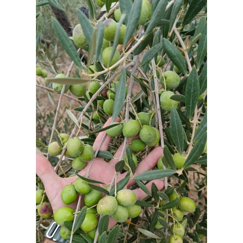 Aceitunas variedad manzanilla sevillana