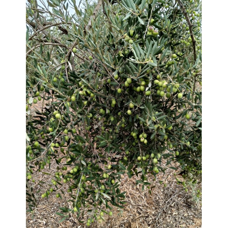 Aceitunas variedad manzanilla sevillana