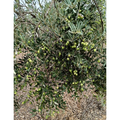 Aceitunas variedad manzanilla sevillana