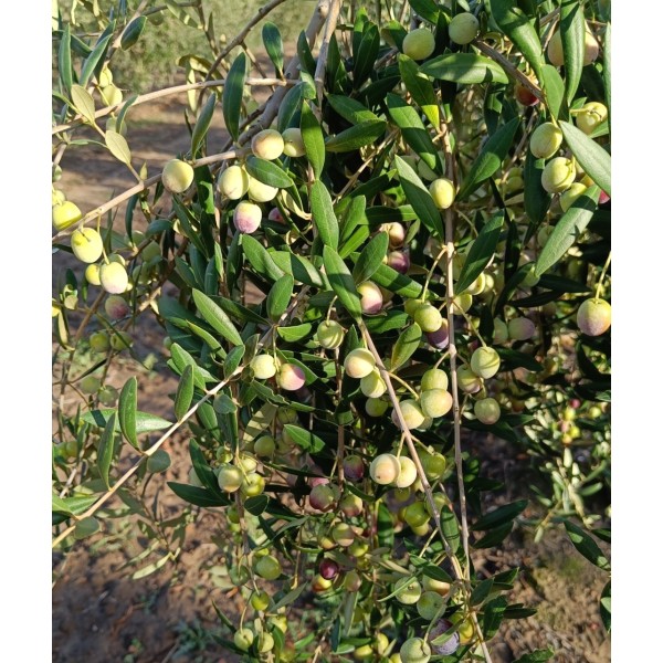 Aceitunas variedad arbequina
