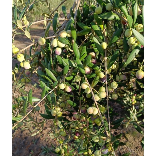 Aceitunas variedad arbequina