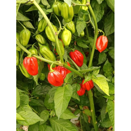 Pimientos picantes Habaneros 100% bio