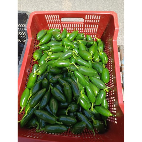 Pimientos picantes Jalapeños 100% bio