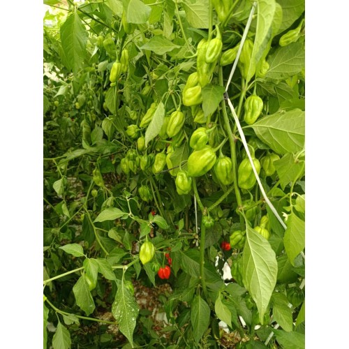Pimientos picantes  Carolina Reaper 100% bio