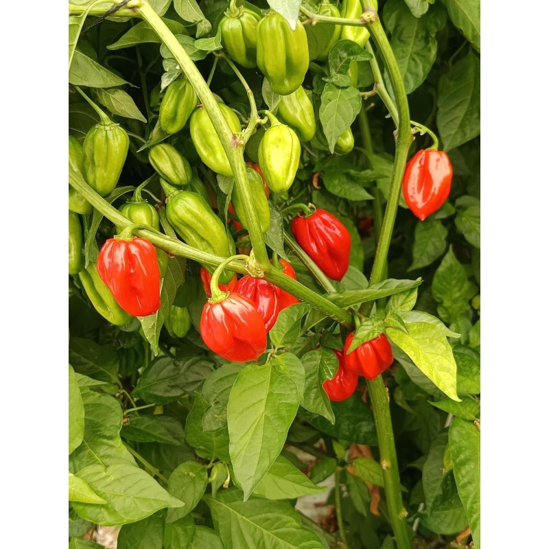Pimientos picantes  Carolina Reaper 100% bio
