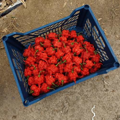 Pimientos picantes  Carolina Reaper 100% bio