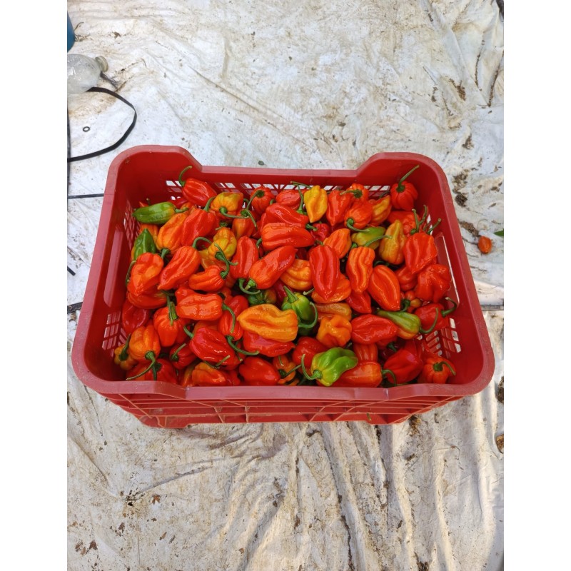 Pimientos picantes Habaneros 100% bio