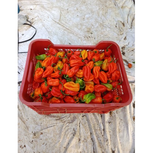 Pimientos picantes Habaneros 100% bio