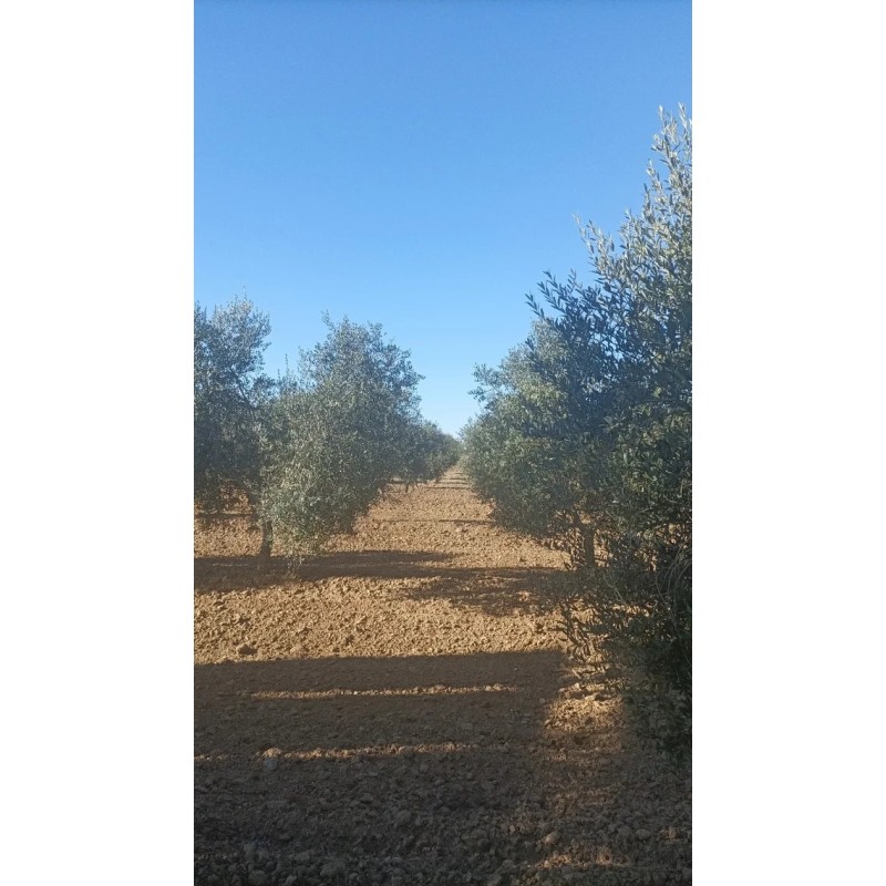 Finca olivar arbequino en Villalba del Alcor