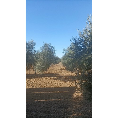 Finca olivar arbequino en Villalba del Alcor