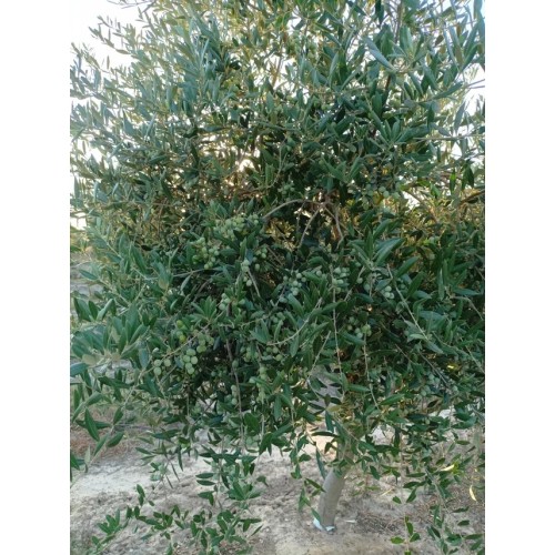 Finca olivar arbequino en Villalba del Alcor