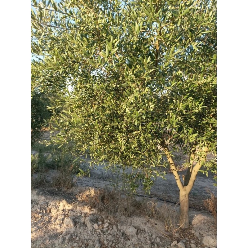 Finca olivar arbequino en Villalba del Alcor