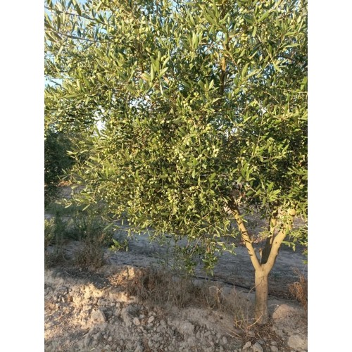 Finca olivar arbequino en Villalba del Alcor