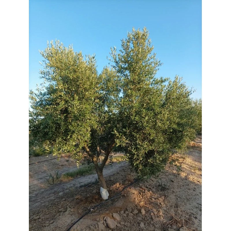 Finca olivar arbequino en Villalba del Alcor
