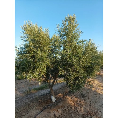 Finca olivar arbequino en Villalba del Alcor