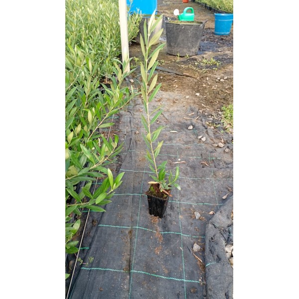 Olivo Arbosana